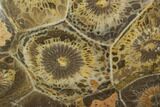 Polished Fossil Coral (Actinocyathus) - Morocco #100642-1
